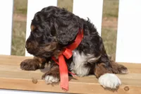Simon, a male Cockapoo for sale in Anderson, MO – Photo 5 of 8