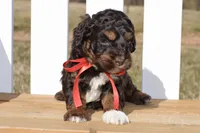 Simon, a male Cockapoo for sale in Anderson, MO – Photo 6 of 8