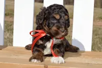 Simon, a male Cockapoo for sale in Anderson, MO – Photo 8 of 8