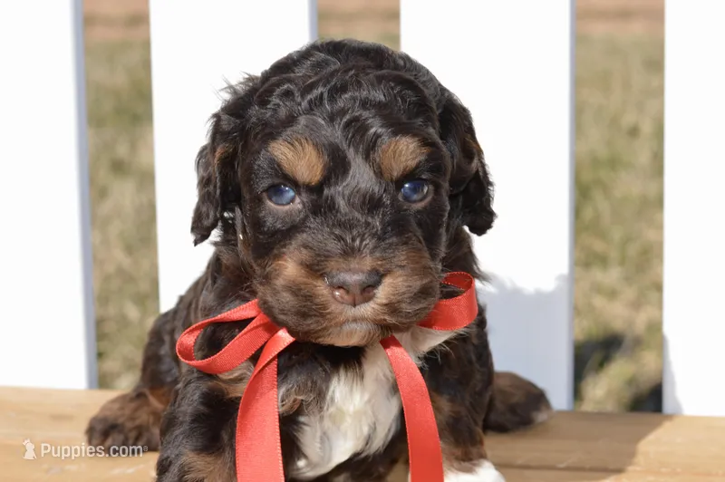Simon, a male Cockapoo for sale in Anderson, MO – Photo 1 of 8