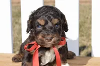 Simon, a male Cockapoo for sale in Anderson, MO – Photo 1 of 8