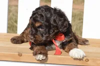 Simon, a male Cockapoo for sale in Anderson, MO – Photo 7 of 8