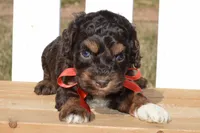 Simon, a male Cockapoo for sale in Anderson, MO – Photo 3 of 8