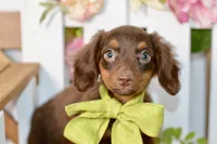 Nash, a female Miniature Dachshund for sale in Anderson, MO – 3 of 8