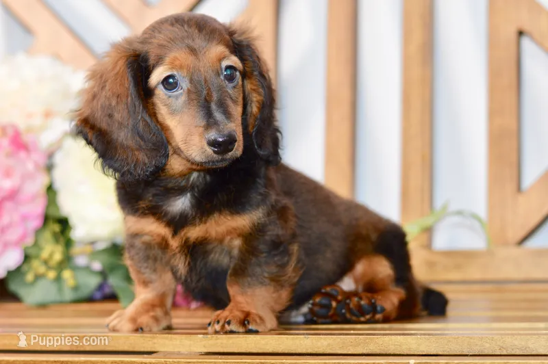 Aaron – Miniature Dachshund puppy for sale in Anderson, MO