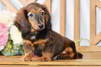 Aaron, a male Miniature Dachshund for sale in Anderson, MO – 1 of 8