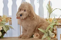 Jake, a male Miniature Goldendoodle for sale in Anderson, MO – 6 of 8