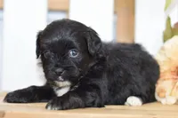 Paige, a female Shihpoo for sale in Anderson, MO – 4 of 9