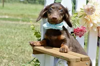Nash, a female Miniature Dachshund for sale in Anderson, MO – 7 of 8
