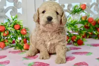 Jay, a male Miniature Goldendoodle for sale in Anderson, MO – 2 of 8