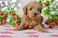Jake, a male Miniature Goldendoodle for sale in Anderson, MO – 8 of 8