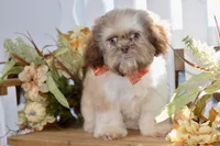 Brett, a male Shih Tzu for sale in Anderson, MO – 2 of 8