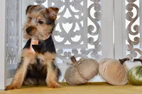 Fern, a female Silky Terrier for sale in Anderson, MO – 2 of 7