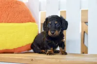George, a male Dachshund for sale in Anderson, MO – 7 of 8