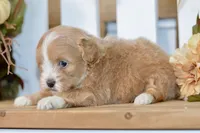 Penny, a female Shihpoo for sale in Anderson, MO – 4 of 8