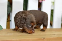 Hendrix, a male Dachshund for sale in Anderson, MO – 5 of 8