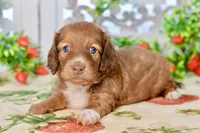 Molly, a female Dachshund for sale in Anderson, MO – 4 of 8