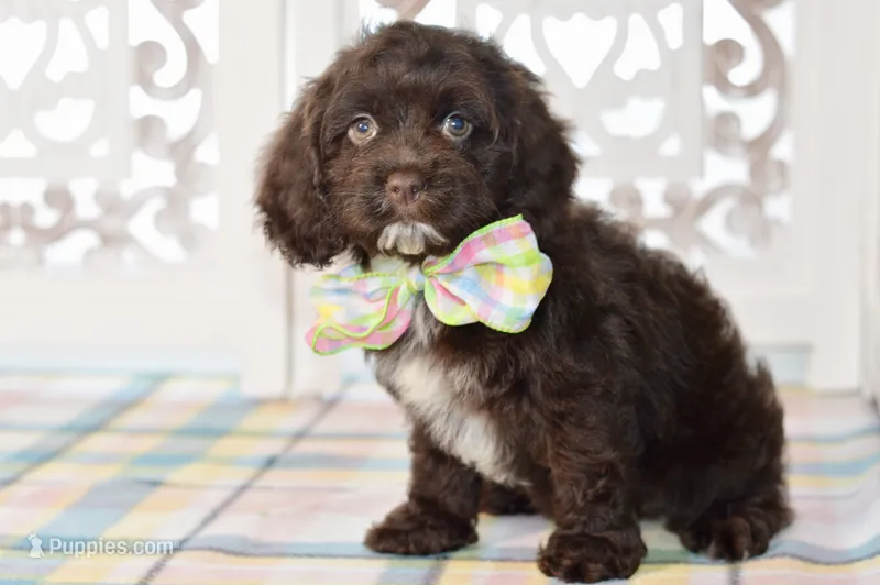 Claudia – Cockapoo puppy for sale in Anderson, MO