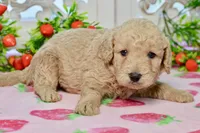 Jay, a male Miniature Goldendoodle for sale in Anderson, MO – 3 of 8