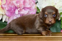 Noreen, a female Miniature Dachshund for sale in Anderson, MO – Photo 3 of 8