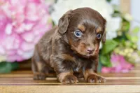 Noreen, a female Miniature Dachshund for sale in Anderson, MO – Photo 7 of 8