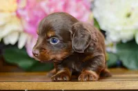 Noreen, a female Miniature Dachshund for sale in Anderson, MO – Photo 4 of 8