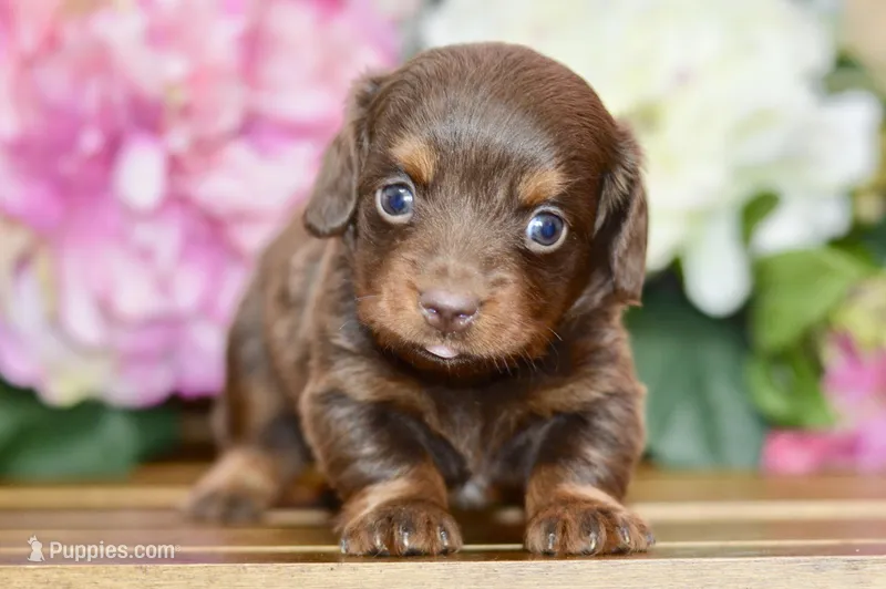 Noreen – Miniature Dachshund puppy for sale in Anderson, MO