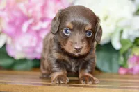 Noreen, a female Miniature Dachshund for sale in Anderson, MO – Photo 8 of 8