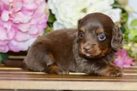 Noreen, a female Miniature Dachshund for sale in Anderson, MO – Photo 5 of 8