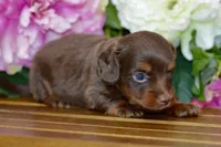 Noreen, a female Miniature Dachshund for sale in Anderson, MO – Photo 2 of 8