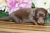Noreen, a female Miniature Dachshund for sale in Anderson, MO – Photo 6 of 8