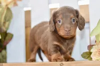 Sierra, a female Miniature Dachshund for sale in Anderson, MO – 6 of 8