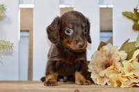 Crosby, a male Miniature Dachshund for sale in Anderson, MO – 3 of 6