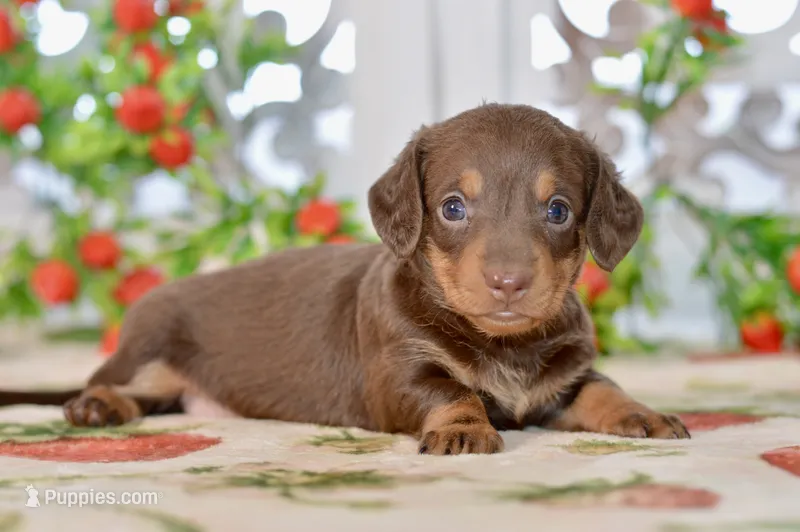 Luna – Miniature Dachshund puppy for sale in Anderson, MO