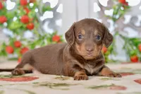 Luna, a female Miniature Dachshund for sale in Anderson, MO – 1 of 8