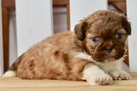Brett, a male Shih Tzu for sale in Anderson, MO – 2 of 8
