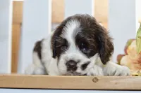 Remi, a female Cocker Spaniel for sale in Anderson, MO – 7 of 8