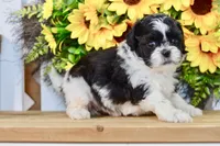 Karla, a female Shih Tzu for sale in Anderson, MO – 4 of 8