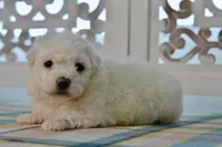Glenn, a male Bichon Frise for sale in Anderson, MO – 8 of 8