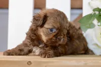 Betty, a female Shih Tzu for sale in Anderson, MO – 8 of 8