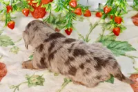 Lilla, a female Miniature Dachshund for sale in Anderson, MO – 6 of 8