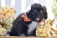 Polo, a female Shihpoo for sale in Anderson, MO – 5 of 10
