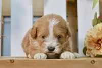 Penny, a female Shihpoo for sale in Anderson, MO – 7 of 8