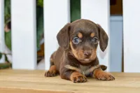 Haylee, a female Dachshund for sale in Anderson, MO – 6 of 8