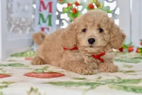 Jared, a male Miniature Goldendoodle for sale in Anderson, MO – 3 of 8