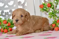 Jake, a male Miniature Goldendoodle for sale in Anderson, MO – 5 of 8
