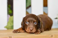 Drew, a male Miniature Dachshund for sale in Anderson, MO – 4 of 8