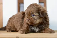 Betty, a female Shih Tzu for sale in Anderson, MO – 2 of 8