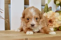 Polly, a female Shihpoo for sale in Anderson, MO – 6 of 8