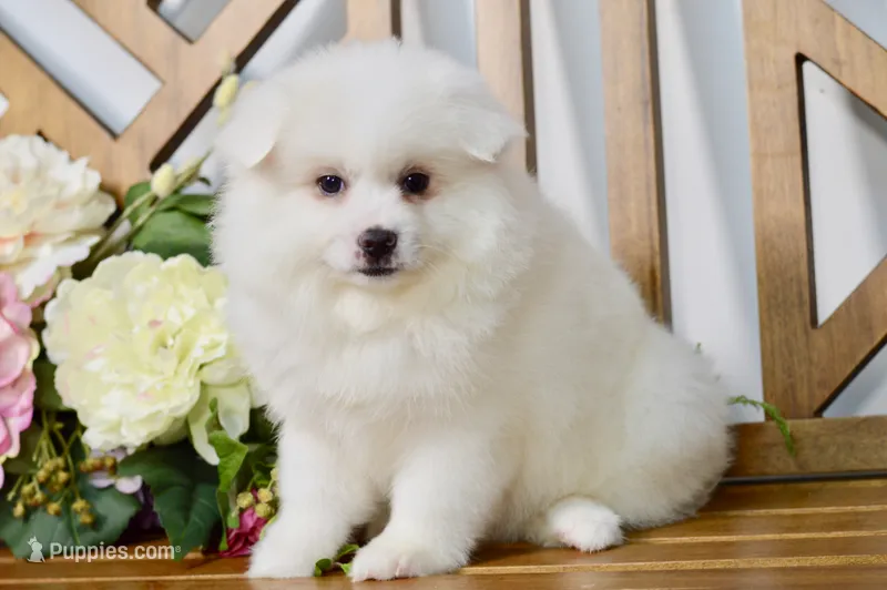 Lainey – American Eskimo puppy for sale in Anderson, MO